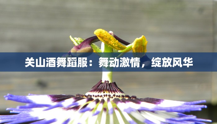 关山酒舞蹈服：舞动激情，绽放风华