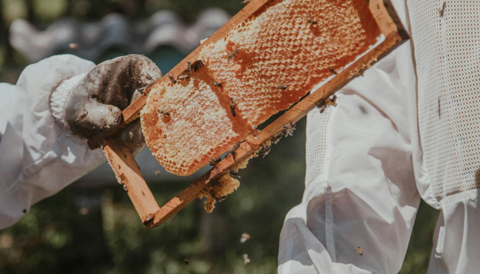 南头烤肉团购加盟店：用一口香气撬动城镇消费新商机