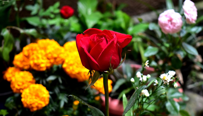 襄城县花店团购群——把美好花开到每一个日常